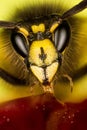 Norwegian Wasp, Eusocial Wasp, Wasp, Dolichovespula norwegica