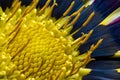 Focus stacking photo yellow center of gatsania flower, super macro Royalty Free Stock Photo