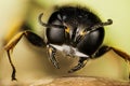 Insects - Square-headed Wasp, Ectemnius continuus Royalty Free Stock Photo