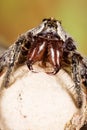 Spotted Wolf Spider, Wolf Spider on the cocoon Royalty Free Stock Photo