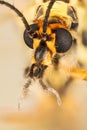 Spotted Crane-Fly, Nephrotoma appendiculata