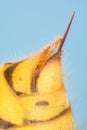 STING - Common Wasp, Wasp, Vespula vulgaris