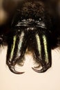 Tube Web Spider, Green-fanged tube web spider, Segestria florentina