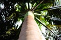 Focus on steem of South American Royal Palm from Barbados Roystonea Oleracea. Close-up seen upwards