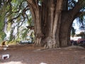 Focus on stoutest trunk in the world of monumental Montezuma cypress tree at Santa Maria del Tule city in Mexico