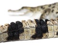 focus on the tail of a Philippine crocodile in the foreground with the head blurred in the background, Crocodylus mindorensis,