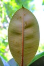 Focus on texture of leaf and soft blur background Royalty Free Stock Photo