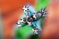 Focus on thorn cactus. Black thick spikes closeup. Blurred background. Succulent Saguaro, top view. Concept inaccessible beauty.