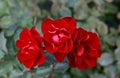 Focus on Three red rose buds on a background of green foliage, blur effect Royalty Free Stock Photo