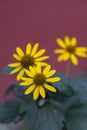 focus on three Small yellow flower