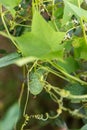 Tiny wild cucumber growing outside in the garden