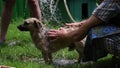 Dog washing under blurry shining water drops from garden hose