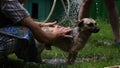 Dog bathing under blurry shining water drops from garden hose