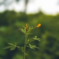 Focus to small flower and plant with the nature green blur background Royalty Free Stock Photo