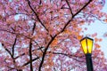 Focus traditional Japanese lantern light up ,Sakura cherry blossoms branches ,sakura light up branch against sunset sky, twilight