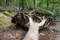 Focus on tree roots on a torn down wooden tree, uprooted, in an alpine european forest, ready for removal, covered in moss Royalty Free Stock Photo