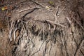 Focus on tree roots on a torn down wooden tree, uprooted, in a Hungarian european forest, ready for removal, covered in ground and Royalty Free Stock Photo