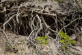 Focus on tree roots on a torn down wooden tree, uprooted, in an romanian european forest, ready for removal, covered in ground and