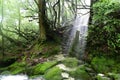 Focus on a tree stump in the sunlight, Yakushima, Japan