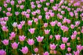 Focus tulips flower in field or in garden, Sunny day and beautiful pink tulips in the spring season, bright tulips flowers good na Royalty Free Stock Photo