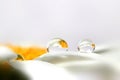 Focus of two water droplets on daisy flower petals