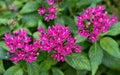 Focus view Egyptian star cluster with green leaf background