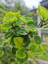 Focus on the water drop on the green leaf Royalty Free Stock Photo