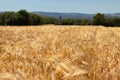 Wheat field, focus on foreground