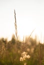 Focus on wild grass during sunset with back light Royalty Free Stock Photo