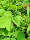 focus on wild green leaves