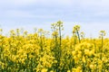 Focus of yellow and blooming wildflowers