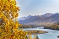 Focus on yellow foliage in foreground. Valley of mountain river, autumn forest in white fog in blur Royalty Free Stock Photo