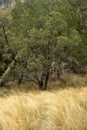 Focus on Yellow Grasses in the Chisos Mountains
