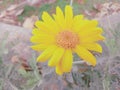 Focus on yellow wild flower Royalty Free Stock Photo