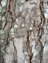 background of a tree