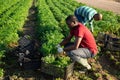 Aframerican worker harvesting parsley on vegetable plantation