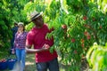 African American farm worker harvesting peaches in fruit garden
