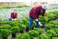 Focused african american man farmer examines the crassula