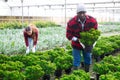 Focused african american man farmer examines the crassula