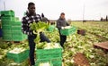 African worker arranging green lettuce in crates