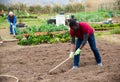African American tilling soil before planting vegetables