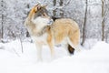 Focused alpha male wolf stands in the snow in beautiful winter forest Royalty Free Stock Photo