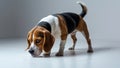 Focused Beagle Puppy Exploring and Sniffing the Ground with Curiosity and Determination Royalty Free Stock Photo