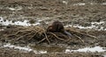 Beaver Building a Lodge on Muddy Bank with Branches and Water Royalty Free Stock Photo
