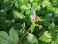 Focused Boerhavia Diffusa or Red Spiderling with Lush Green Background