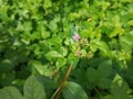 Focused Boerhavia Diffusa or Red Spiderling with Lush Green Background