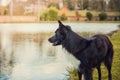 Focused Border Collie dog standing near the lake looking curious aside. Lovely black pet outdoors in the park Royalty Free Stock Photo