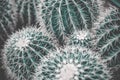 Focused bunch of green cacti