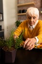 Focused caucasian senior woman preparing food, cutting fresh rosemary in kitchen, copy space