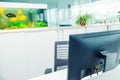 Focused computer monitor with blurred background of aquarium with yellow fish in white open space office interior. Workplace conce